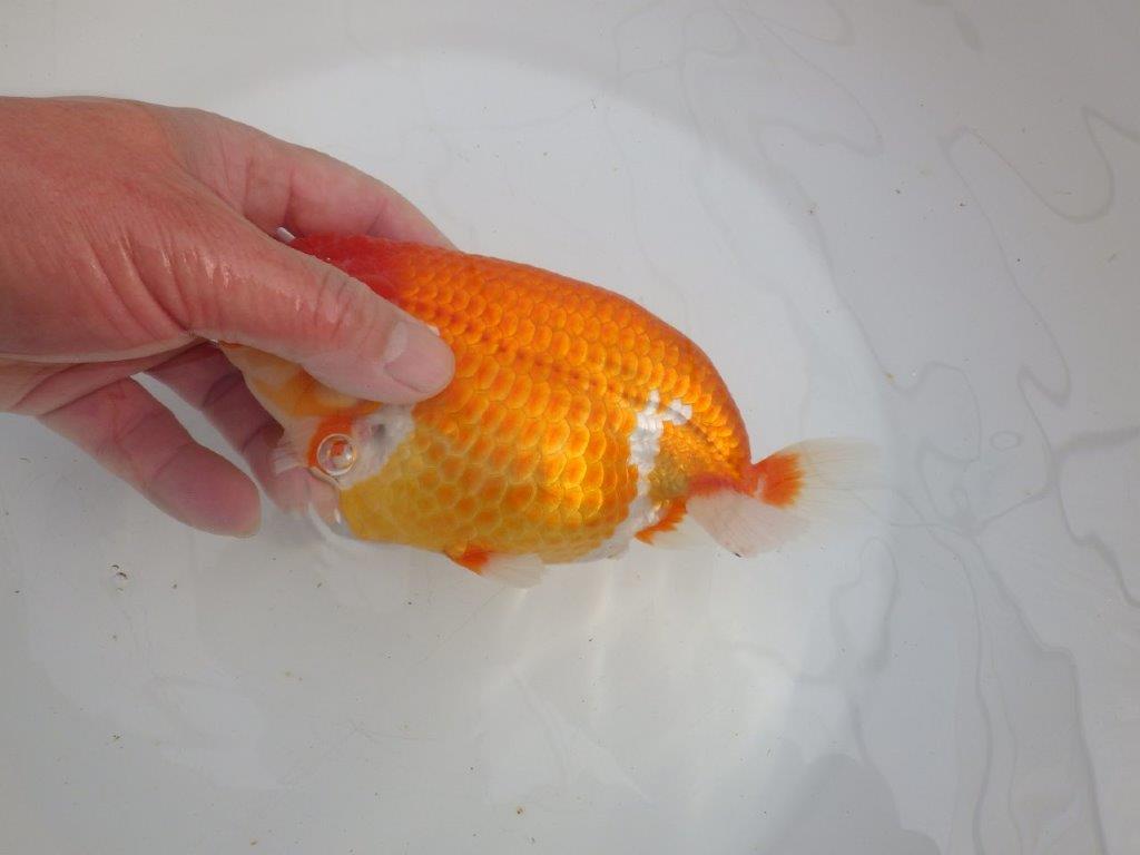 【愛知石黒英明氏】大迫力の明け二歳らんちゅう約17cmメス?