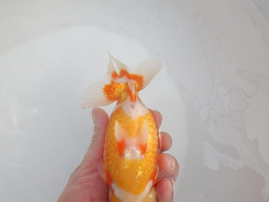 【愛知石黒英明氏】大迫力の明け二歳らんちゅう約17cmメス?