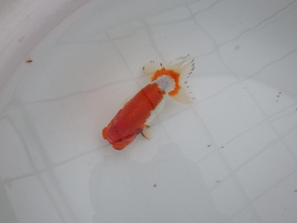 【浜松 安藤寛氏】フンタン＆背も綺麗で尾型も良い明け二歳らんちゅう約13㎝  オス