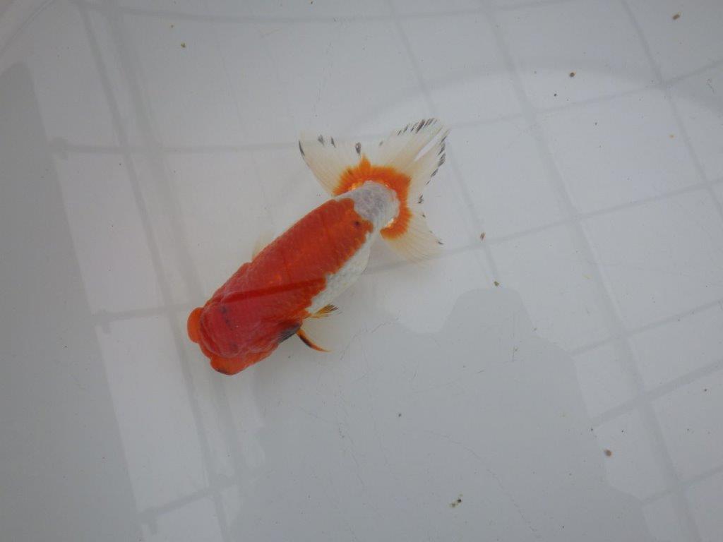 【浜松 安藤寛氏】フンタン＆背も綺麗で尾型も良い明け二歳らんちゅう約13㎝  オス