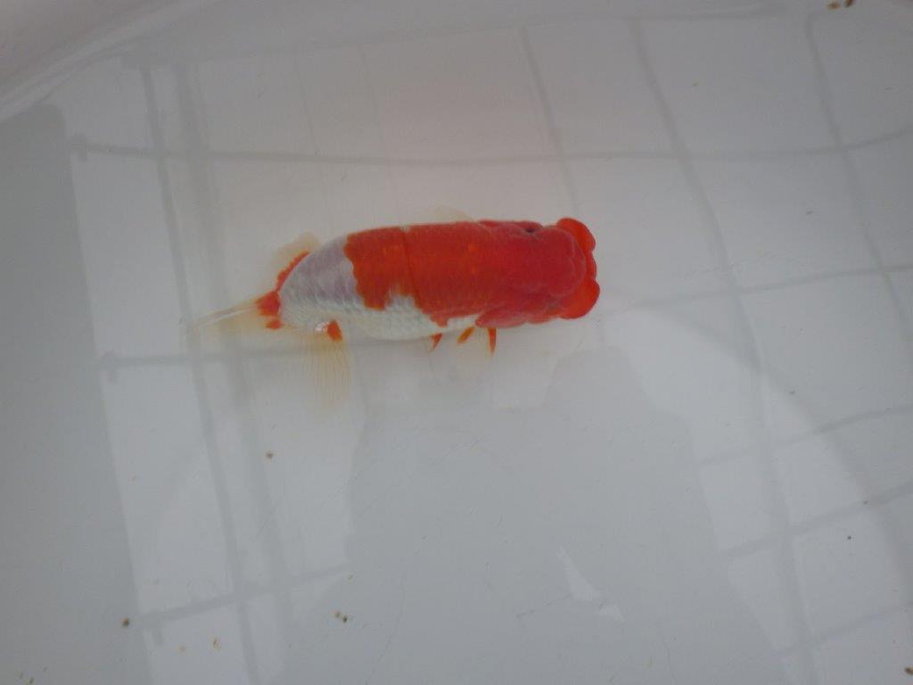 【浜松 安藤寛氏】飼い込みお勧め二歳会などにも！明け二歳らんちゅう約14cmオス