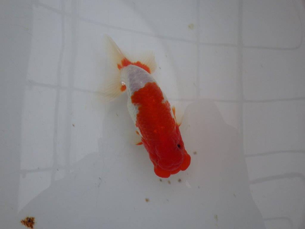 【浜松 安藤寛氏】飼い込みお勧め二歳会などにも！明け二歳らんちゅう約14cmオス