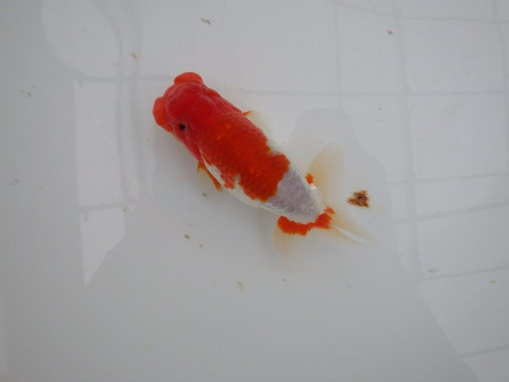 【浜松 安藤寛氏】飼い込みお勧め二歳会などにも！明け二歳らんちゅう約14cmオス