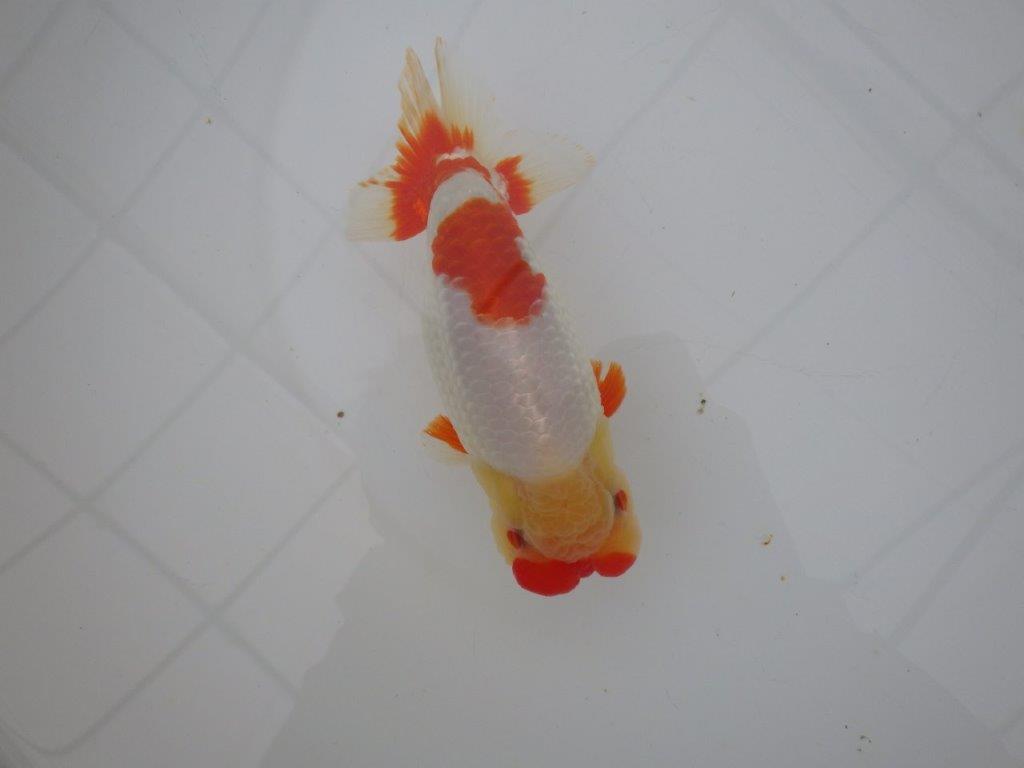 【浜松 川口久男氏】全国レベルのブリーダー作明け二歳らんちゅう約14,5㎝  オス