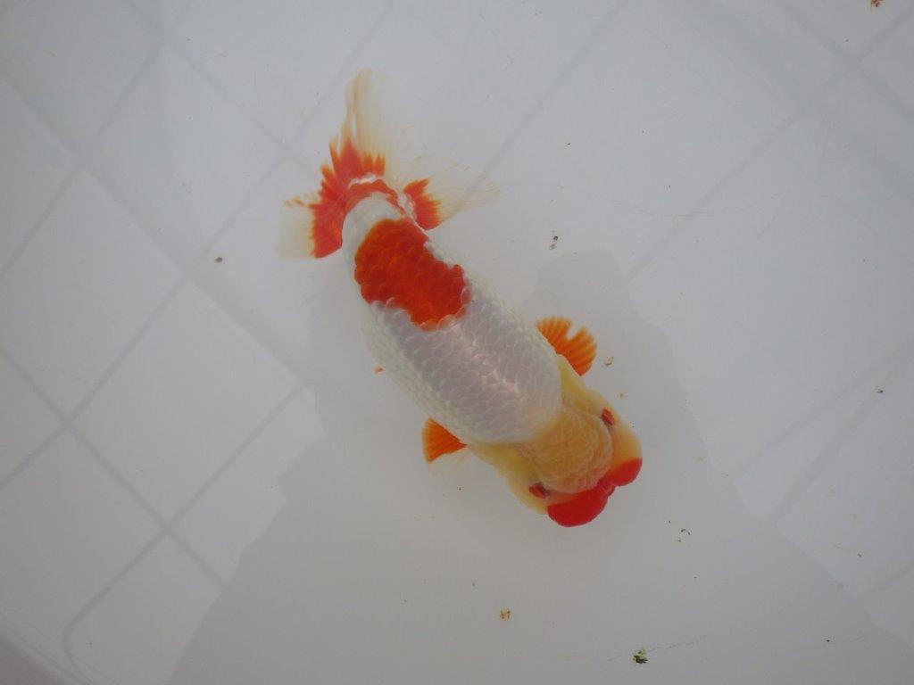 【浜松 川口久男氏】全国レベルのブリーダー作明け二歳らんちゅう約14,5㎝ オス