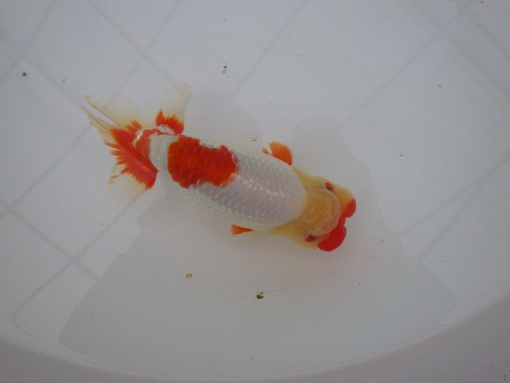 【浜松 川口久男氏】全国レベルのブリーダー作明け二歳らんちゅう約14,5㎝ オス