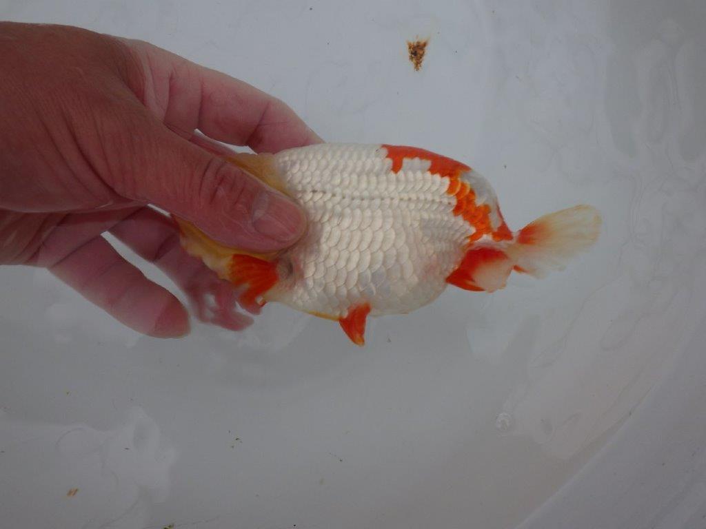 【浜松 川口久男氏】全国レベルのブリーダー作明け二歳らんちゅう約14,5㎝ オス