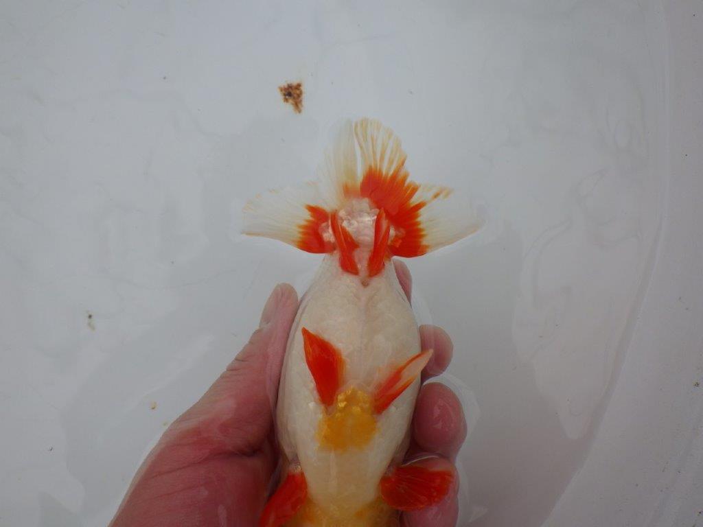 【浜松 川口久男氏】全国レベルのブリーダー作明け二歳らんちゅう約14,5㎝ オス