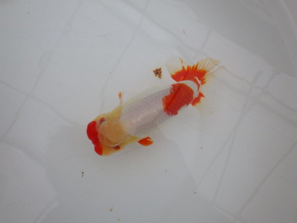 【浜松 川口久男氏】全国レベルのブリーダー作明け二歳らんちゅう約14,5㎝ オス