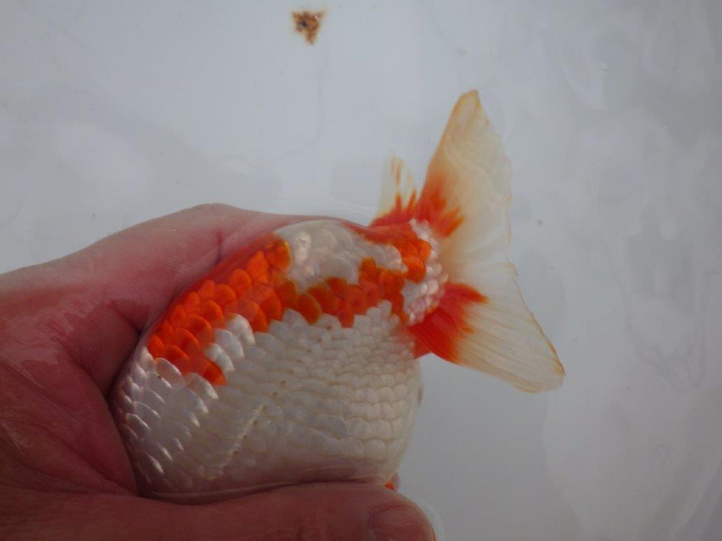 【浜松 川口久男氏】全国レベルのブリーダー作明け二歳らんちゅう約14,5㎝ オス