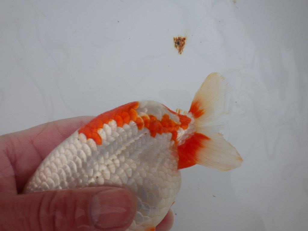 【浜松 川口久男氏】全国レベルのブリーダー作明け二歳らんちゅう約14,5㎝ オス