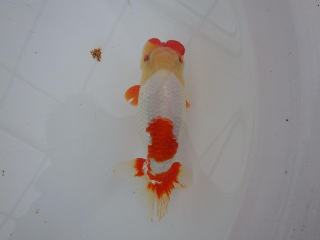 【浜松 川口久男氏】全国レベルのブリーダー作明け二歳らんちゅう約14,5㎝ オス