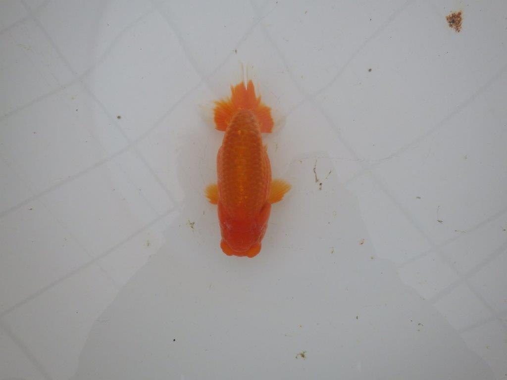 【岐阜超フンタンブリーダー】特に尾型、構えが魅力的な明け二歳らんちゅう 約11,5㎝ オス