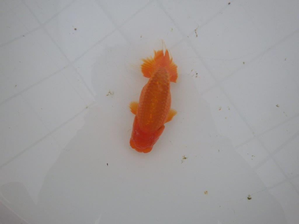 【岐阜超フンタンブリーダー】特に尾型、構えが魅力的な明け二歳らんちゅう 約11,5㎝ オス