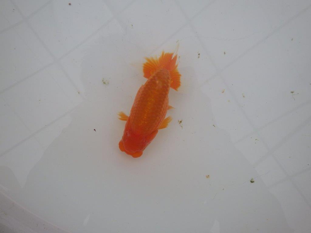 【岐阜超フンタンブリーダー】特に尾型、構えが魅力的な明け二歳らんちゅう 約11,5㎝ オス