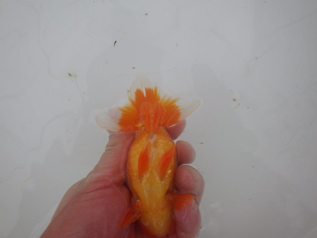 【岐阜超フンタンブリーダー】特に尾型、構えが魅力的な明け二歳らんちゅう 約11,5㎝ オス