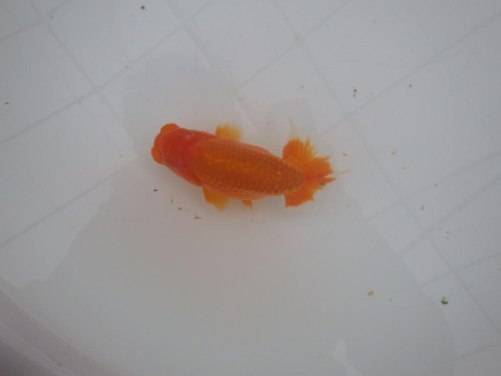 【岐阜超フンタンブリーダー】特に尾型、構えが魅力的な明け二歳らんちゅう 約11,5㎝ オス