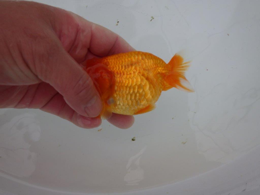 【岐阜超フンタンブリーダー】素晴らしい頭と窓柄がインパクトありの明け二歳らんちゅう 約11㎝ メス