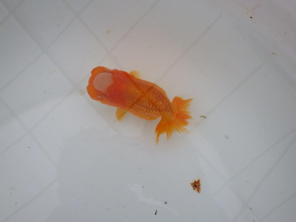 【岐阜超フンタンブリーダー】素晴らしい頭と窓柄がインパクトありの明け二歳らんちゅう 約11㎝ メス