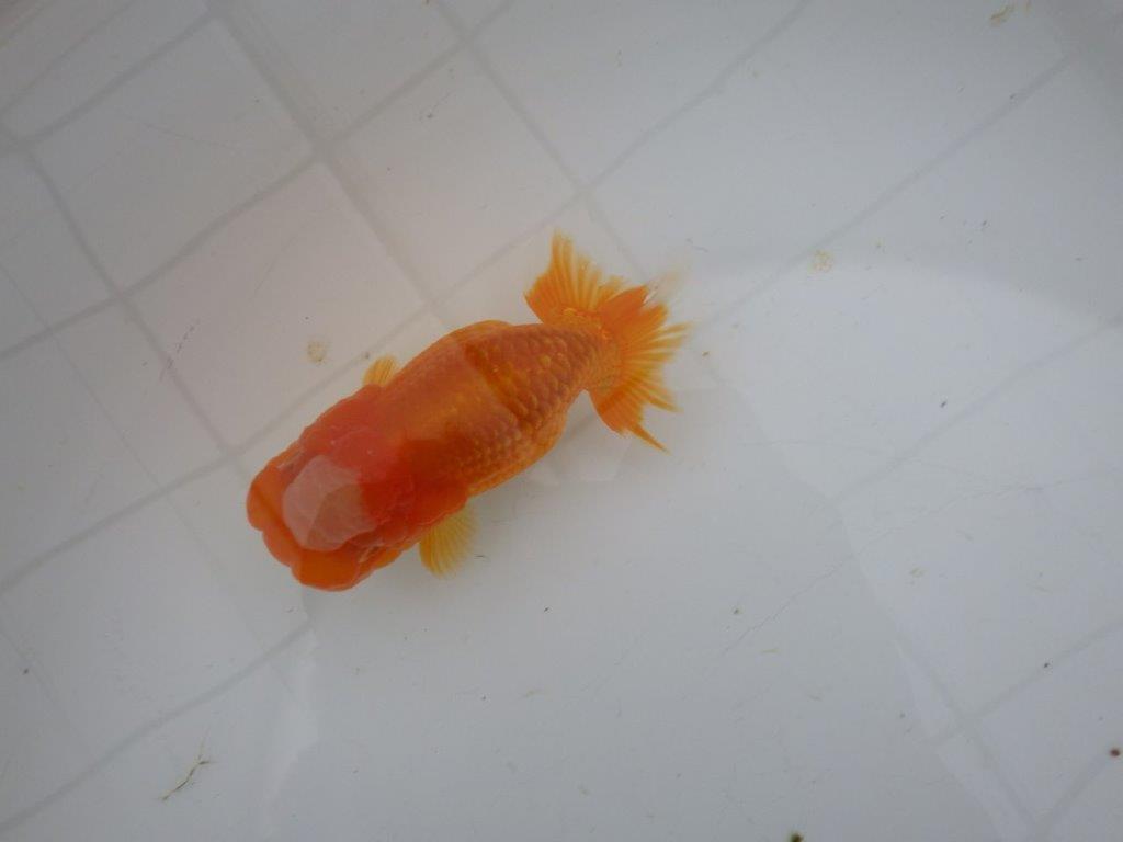 【岐阜超フンタンブリーダー】素晴らしい頭と窓柄がインパクトありの明け二歳らんちゅう 約11㎝ メス