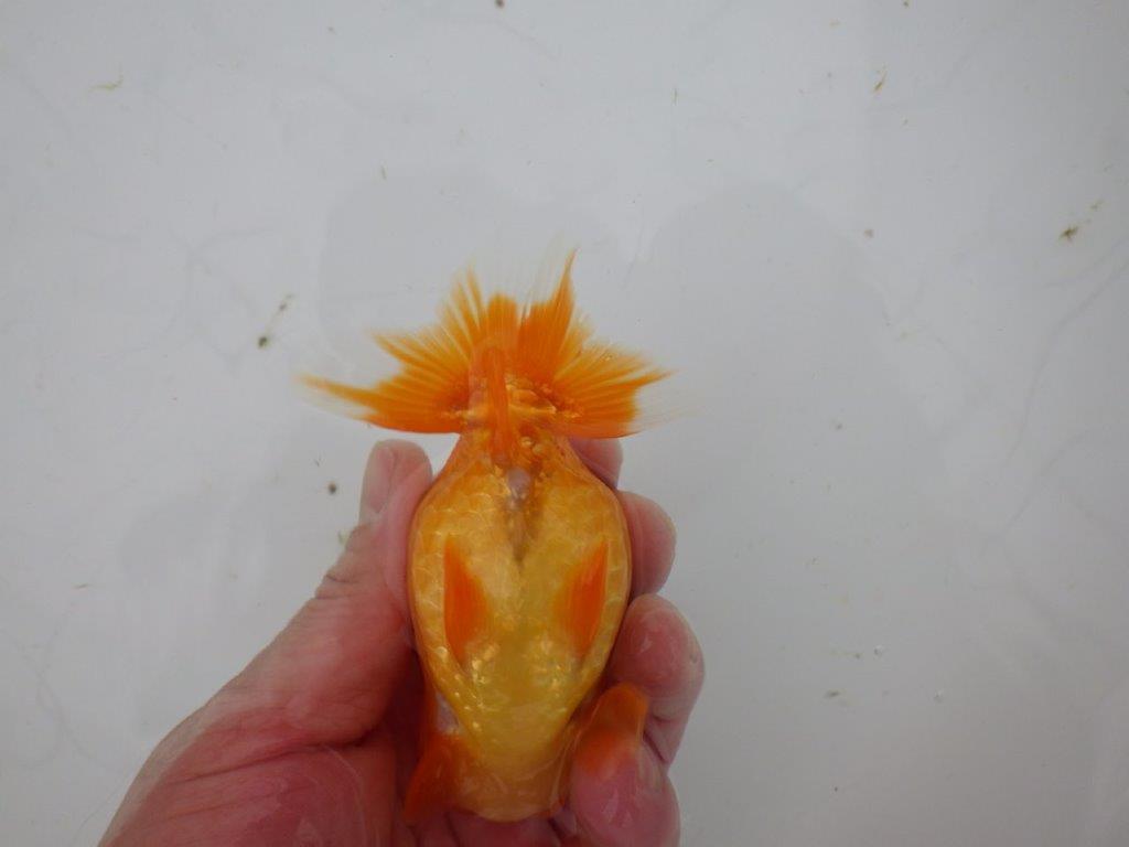 【岐阜超フンタンブリーダー】素晴らしい頭と窓柄がインパクトありの明け二歳らんちゅう 約11㎝ メス