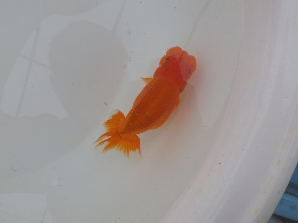 【三重 森岡淳也氏】フンタンの雰囲気が良い明け二歳らんちゅう約12㎝メス？