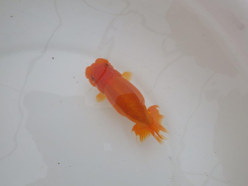 【三重 森岡淳也氏】フンタンの雰囲気が良い明け二歳らんちゅう約12㎝メス？