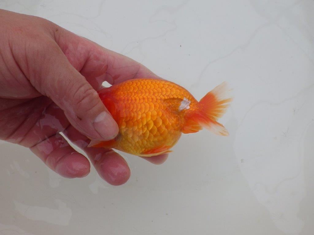 【三重森岡淳也氏】フンタン＆尾の雰囲気が良い明け二歳らんちゅう約12cmオス