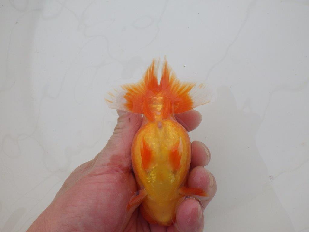 【三重森岡淳也氏】フンタン＆尾の雰囲気が良い明け二歳らんちゅう約12cmオス