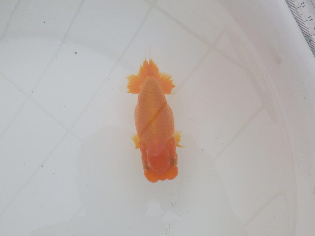 【三重森岡淳也氏】雰囲気抜群！飼い込みお勧め明け二歳らんちゅう約13㎝オス