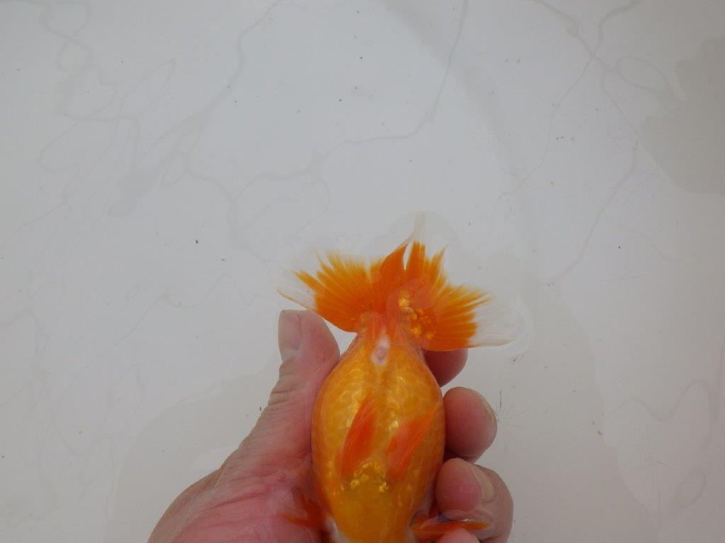 【三重森岡淳也氏】雰囲気抜群！飼い込みお勧め明け二歳らんちゅう約13㎝オス