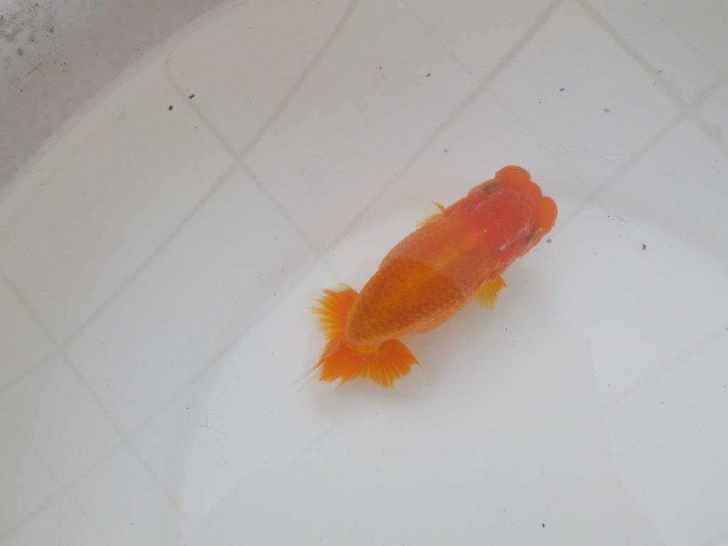 【三重森岡淳也氏】雰囲気抜群！飼い込みお勧め明け二歳らんちゅう約13㎝オス