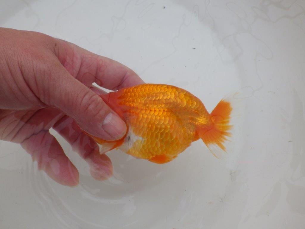 【三重森岡淳也氏】雰囲気抜群！飼い込みお勧め明け二歳らんちゅう約13㎝オス