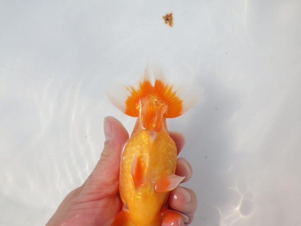 【愛知超優良系統様】頭、尾の雰囲気が良い明け二歳らんちゅう約14,5㎝メス？