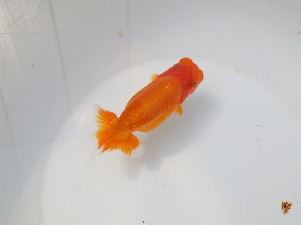 【愛知超優良系統様】素晴らしい雰囲気の明け二歳らんちゅう約13,5㎝メス？