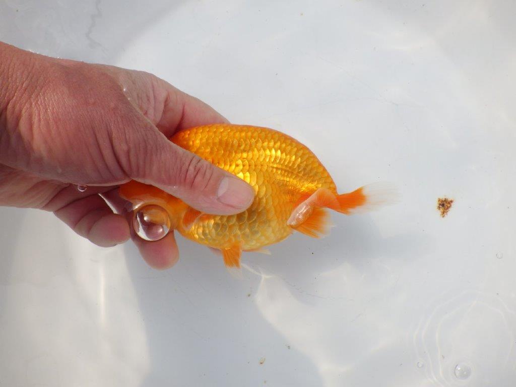 【愛知超優良系統様】二歳会に向けて飼い込みお勧め明け二歳らんちゅう約15㎝メス？