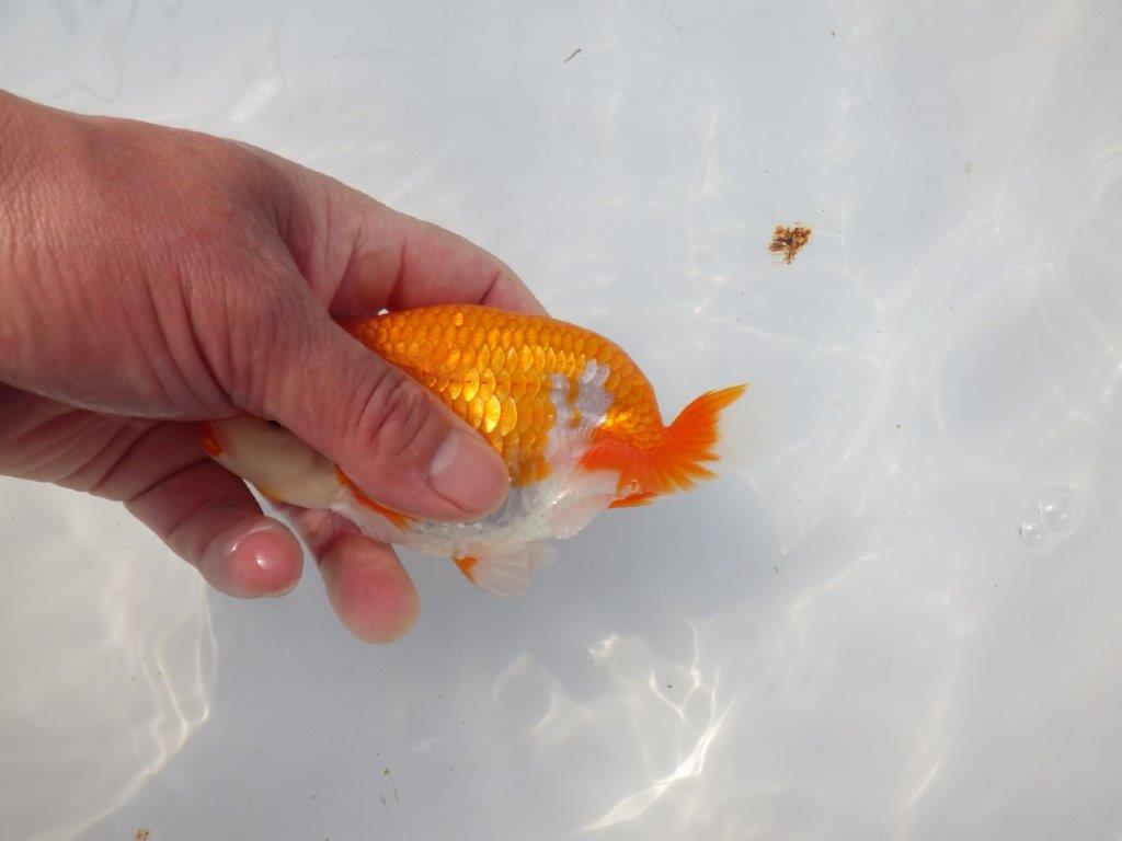 【愛知超優良系統様】尾型が最高！明け二歳らんちゅう約14㎝メス