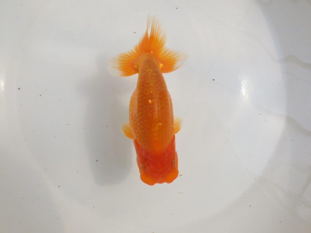 【愛知超優良系統様】種にもお勧めの素ばtらしい尾型！明け二歳らんちゅう約14㎝オスの上身