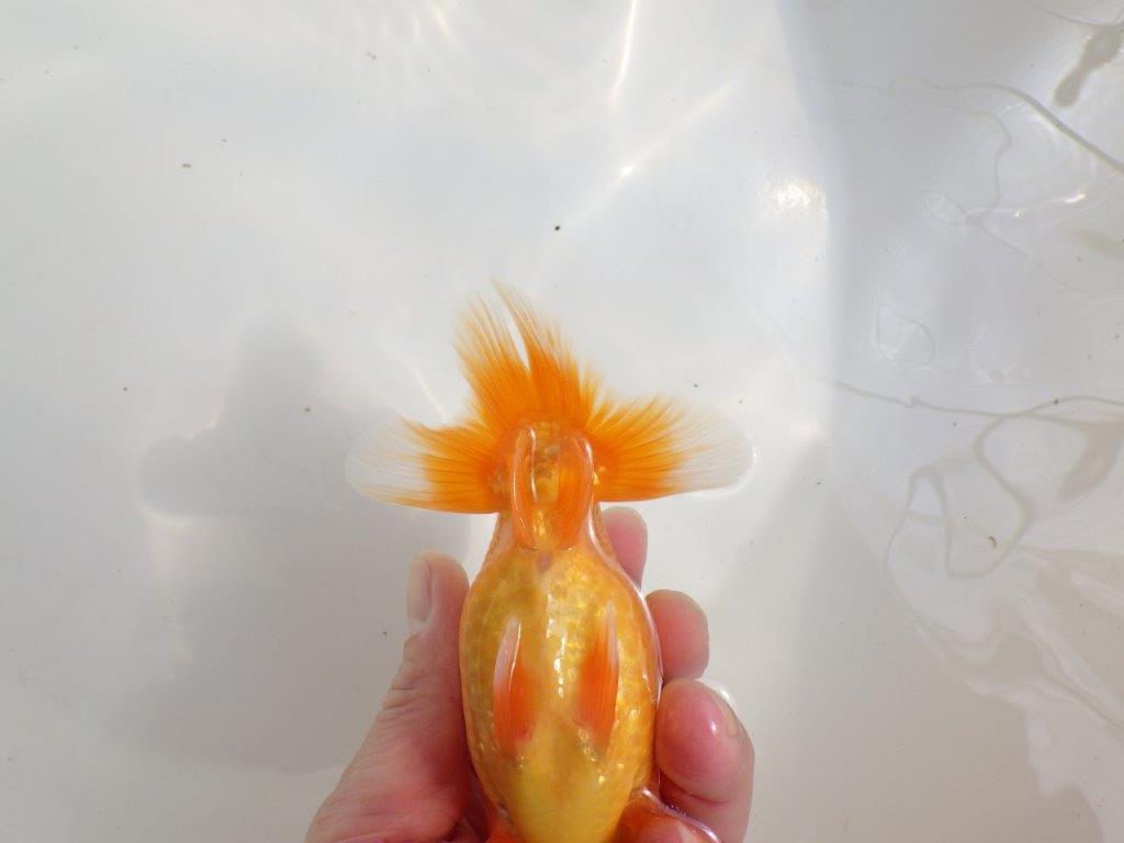 【愛知超優良系統様】種にもお勧めの素ばtらしい尾型！明け二歳らんちゅう約14㎝オス