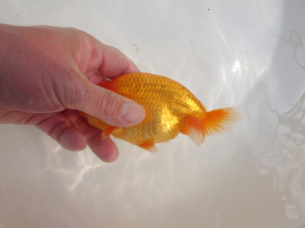 【愛知超優良系統様】種にもお勧めの素ばtらしい尾型！明け二歳らんちゅう約14㎝オス