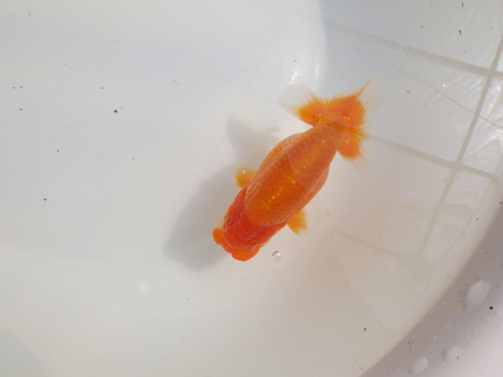 【愛知超優良系統様】バランスが良く飼い込みお勧めの明け二歳らんちゅう約12,5㎝オス