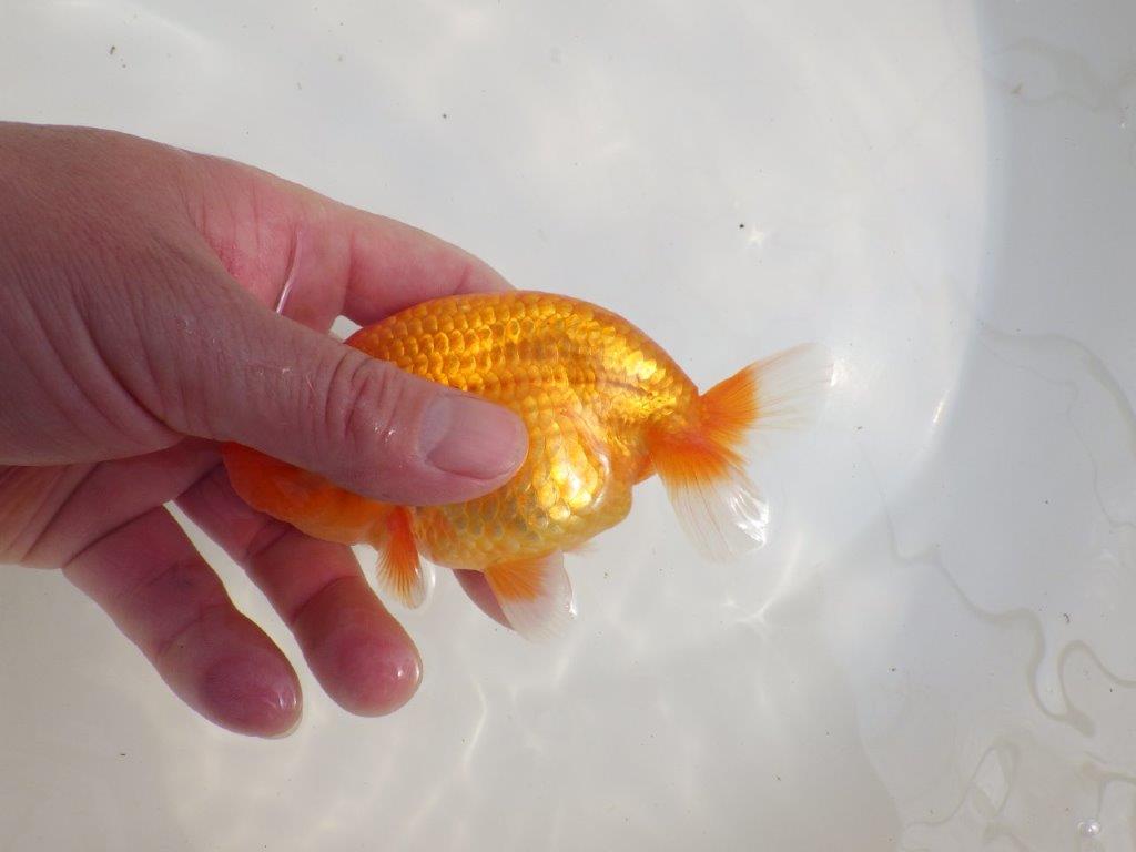 【愛知超優良系統様】バランスが良く飼い込みお勧めの明け二歳らんちゅう約12,5㎝オス