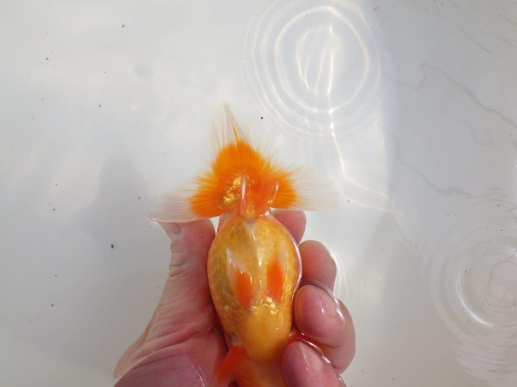 【愛知超優良系統様】バランスが良く飼い込みお勧めの明け二歳らんちゅう約12,5㎝オス