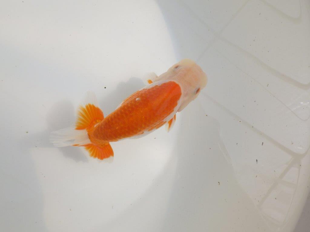 【愛知超優良系統様】尾型、構えが良く柄が綺麗な明け二歳らんちゅう約13㎝オス