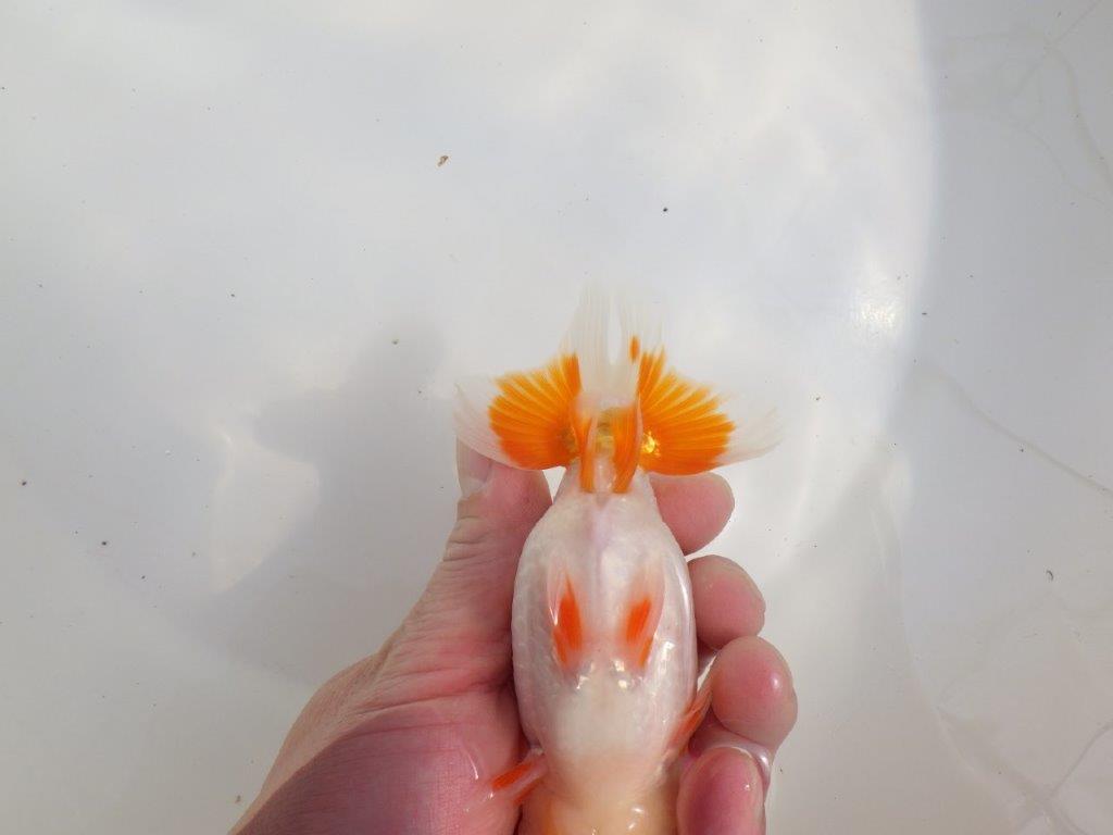 【愛知超優良系統様】尾型、構えが良く柄が綺麗な明け二歳らんちゅう約13㎝オス