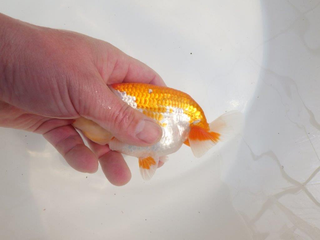 【愛知超優良系統様】尾型、構えが良く柄が綺麗な明け二歳らんちゅう約13㎝オス