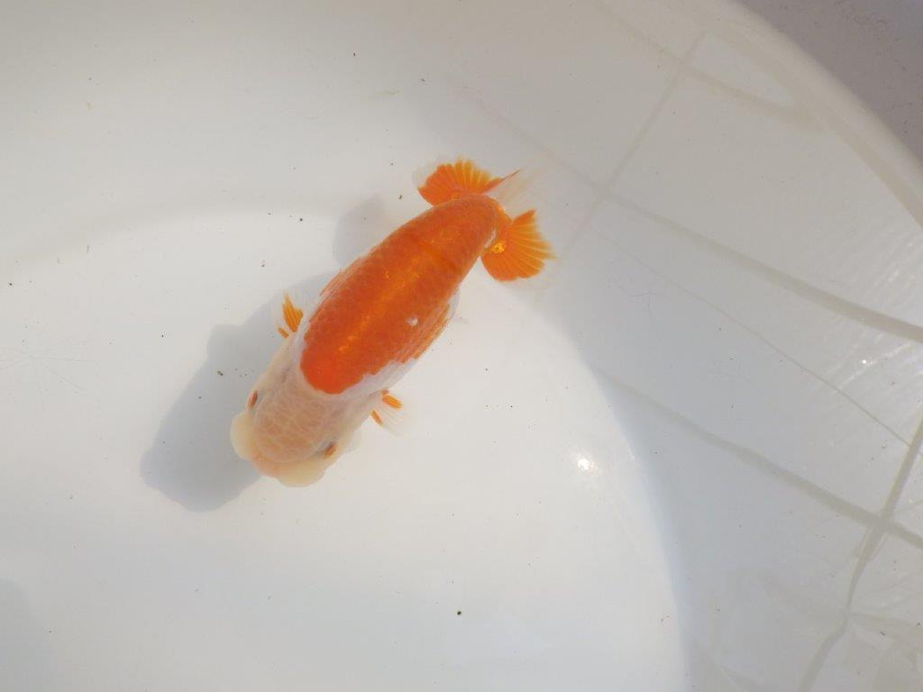 【愛知超優良系統様】尾型、構えが良く柄が綺麗な明け二歳らんちゅう約13㎝オス