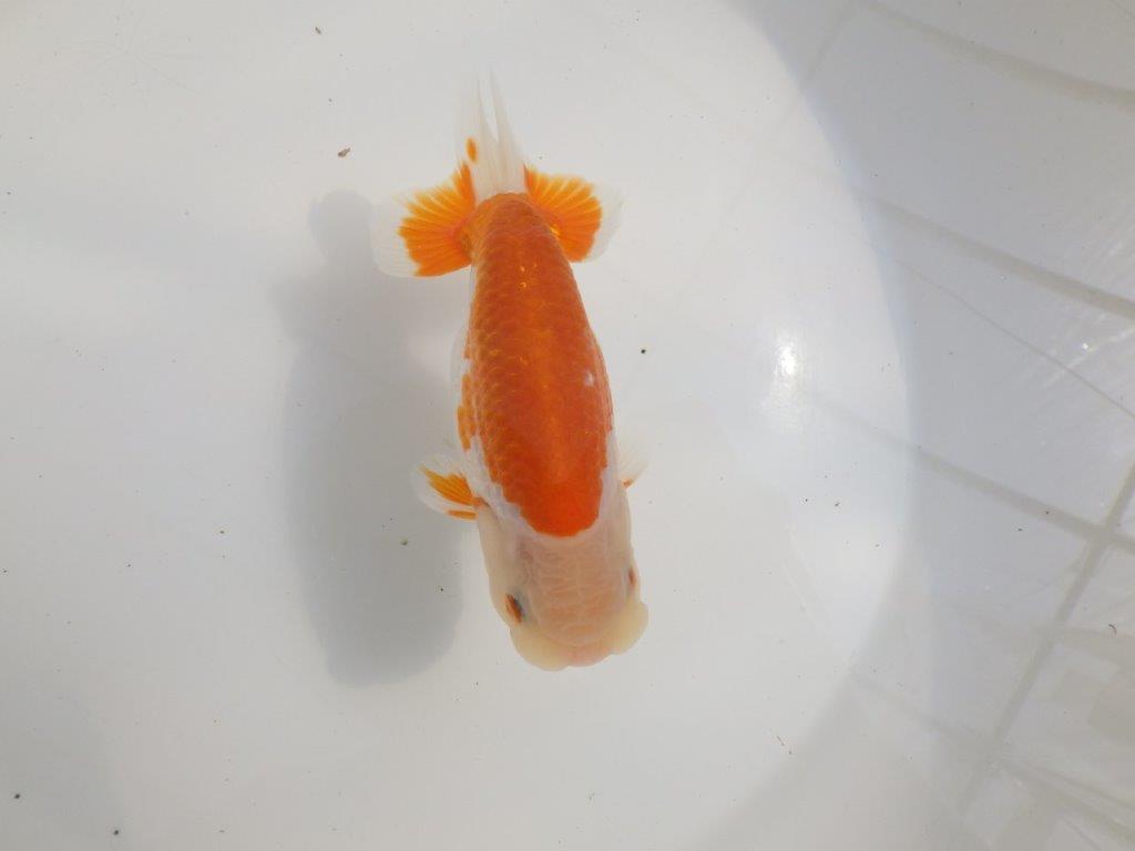 【愛知超優良系統様】尾型、構えが良く柄が綺麗な明け二歳らんちゅう約13㎝オスの上身