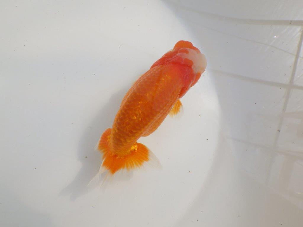 【愛知超優良系統様】素晴らしい雰囲気！二歳会などお勧め明け二歳らんちゅう約14㎝オス