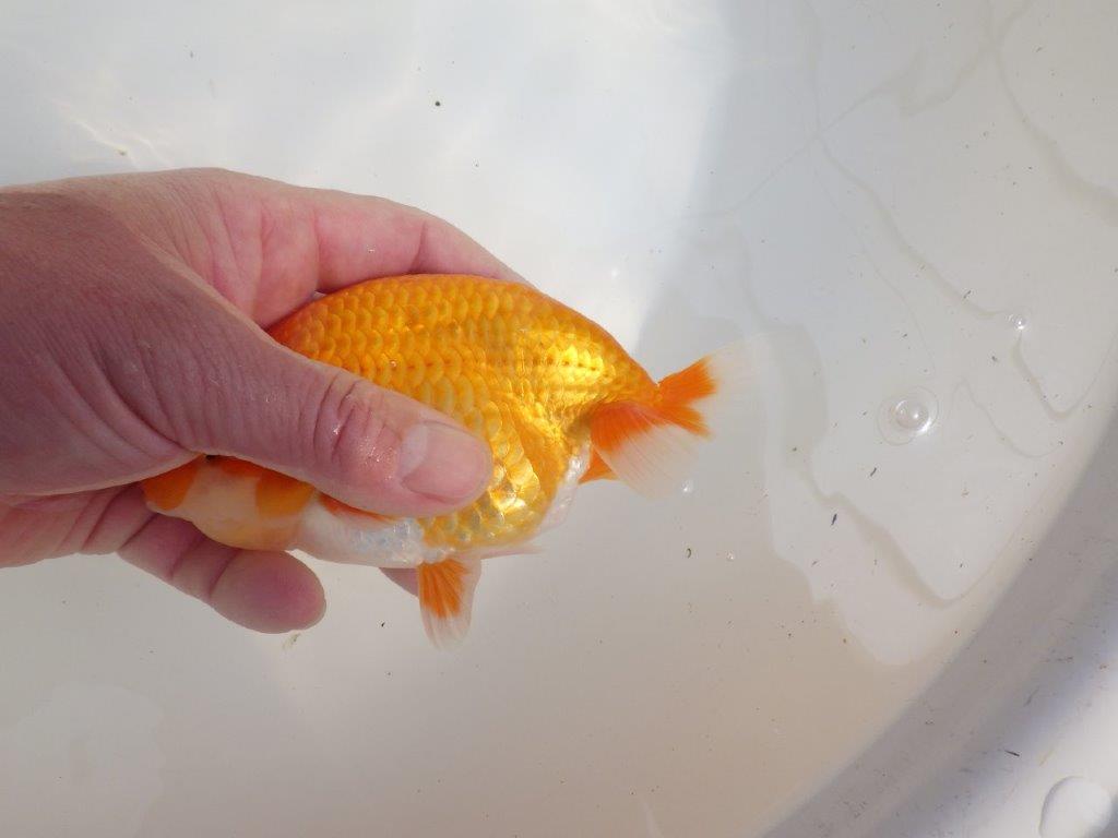 【愛知超優良系統様】素晴らしい雰囲気！二歳会などお勧め明け二歳らんちゅう約14㎝オス